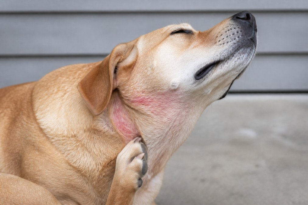 Close-up of dog scratching at itchy skin with visible redness and irritation on neck and ear area, showing discomfort from food sensitivities