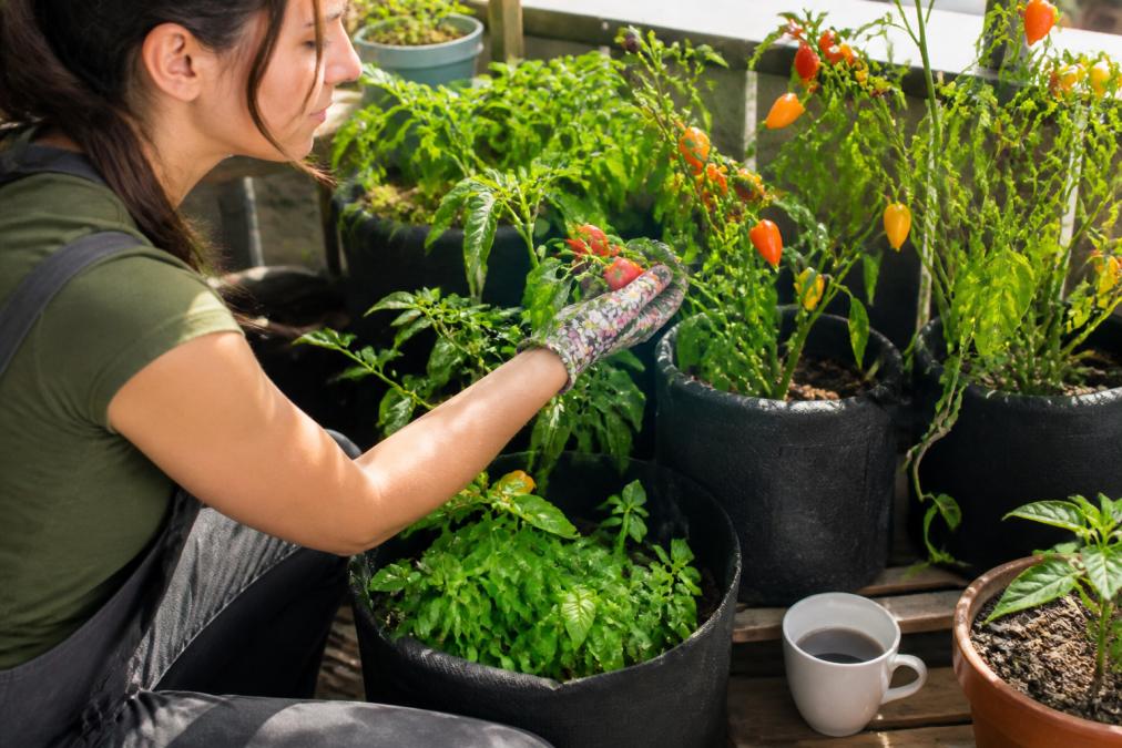 Is Growing Rare Peppers Worth It for Beginners?