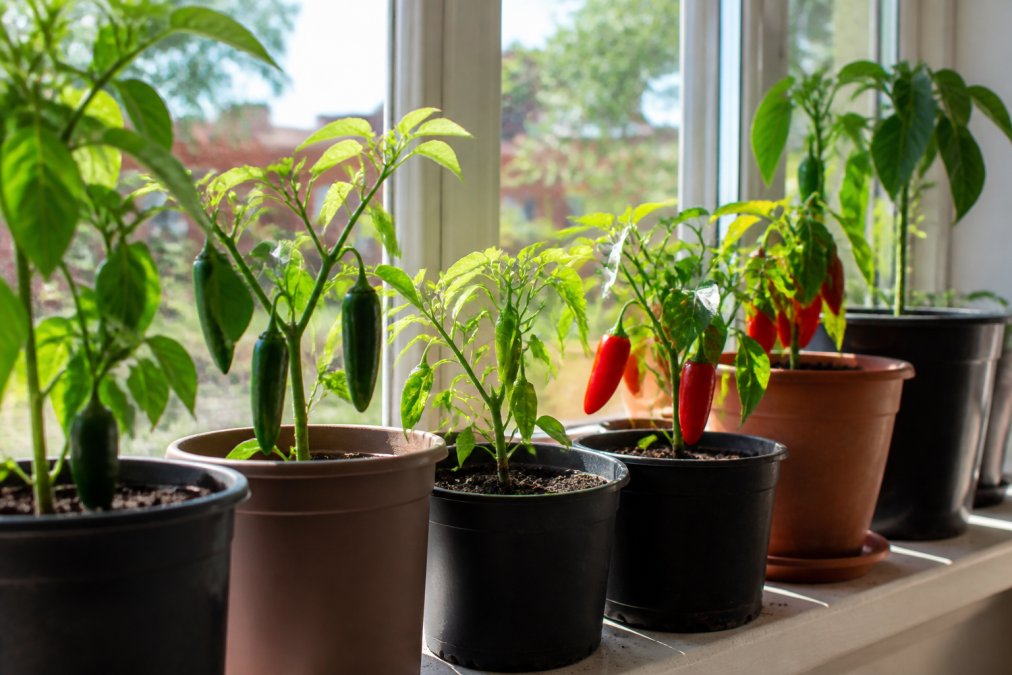 Infographic showing the growth stages of rare peppers from green to red pods in windowsill containers