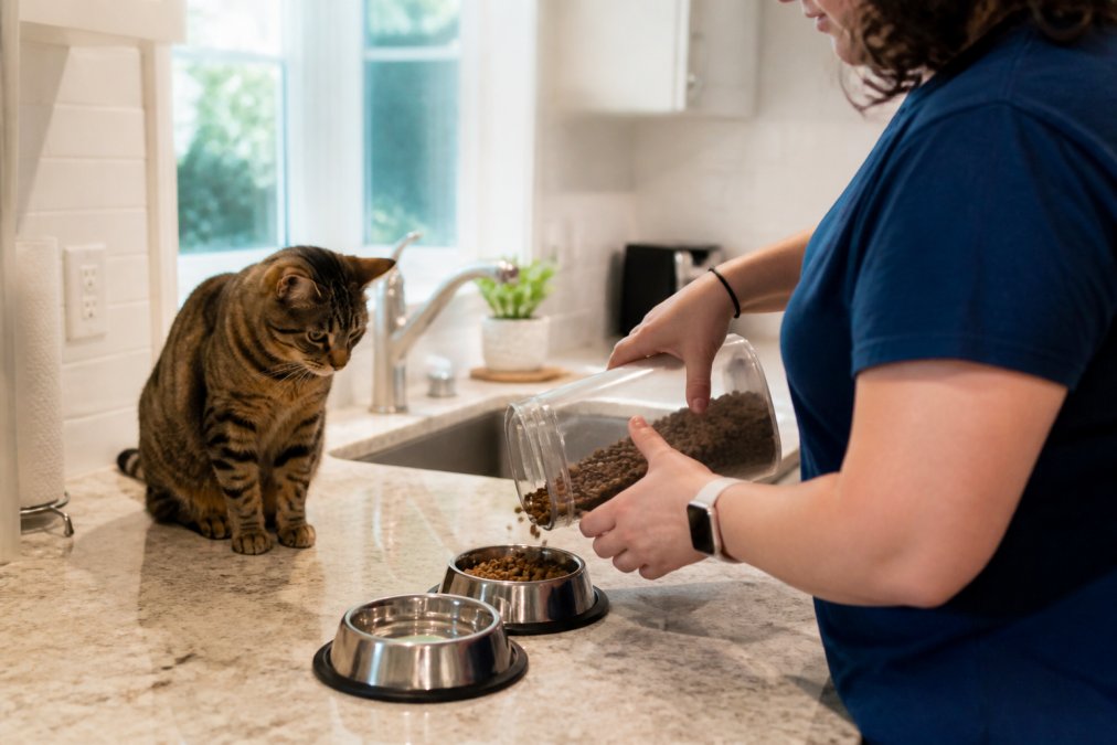 Close-up of a pet sitter's hands filling a cat's food and water bowls in a bright kitchen while a tabby cat watches nearby from the counter
