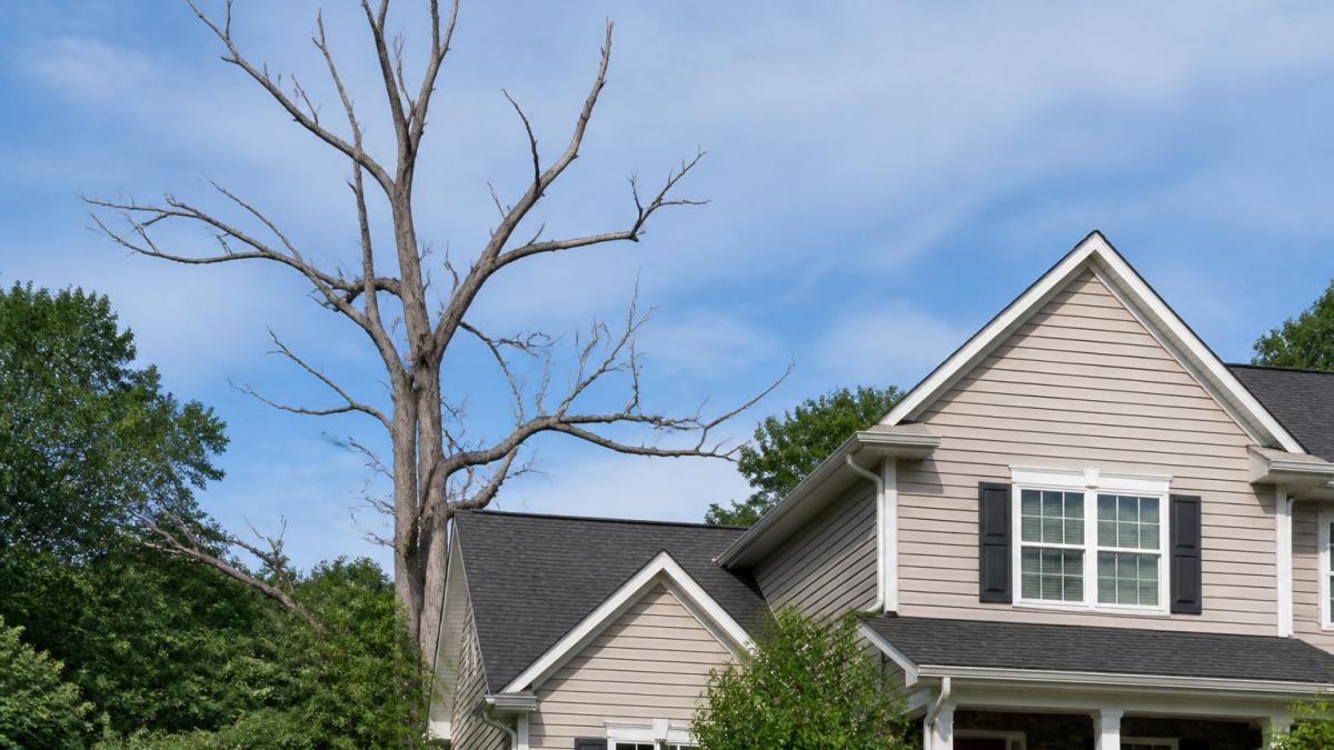 Is It Safe to Keep Dead Trees Near Your House?