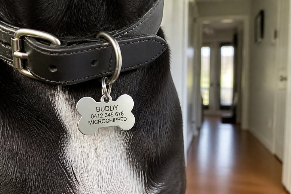A close-up of a dog's collar with a shiny stainless steel bone-shaped pet ID tag attached, showing clear engraved text, with a blurred background of a home hallway