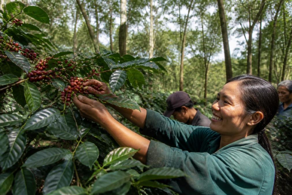 Close-up of ripe red coffee cherries growing on a branch under the dappled shade of taller canopy trees on a lush coffee farm