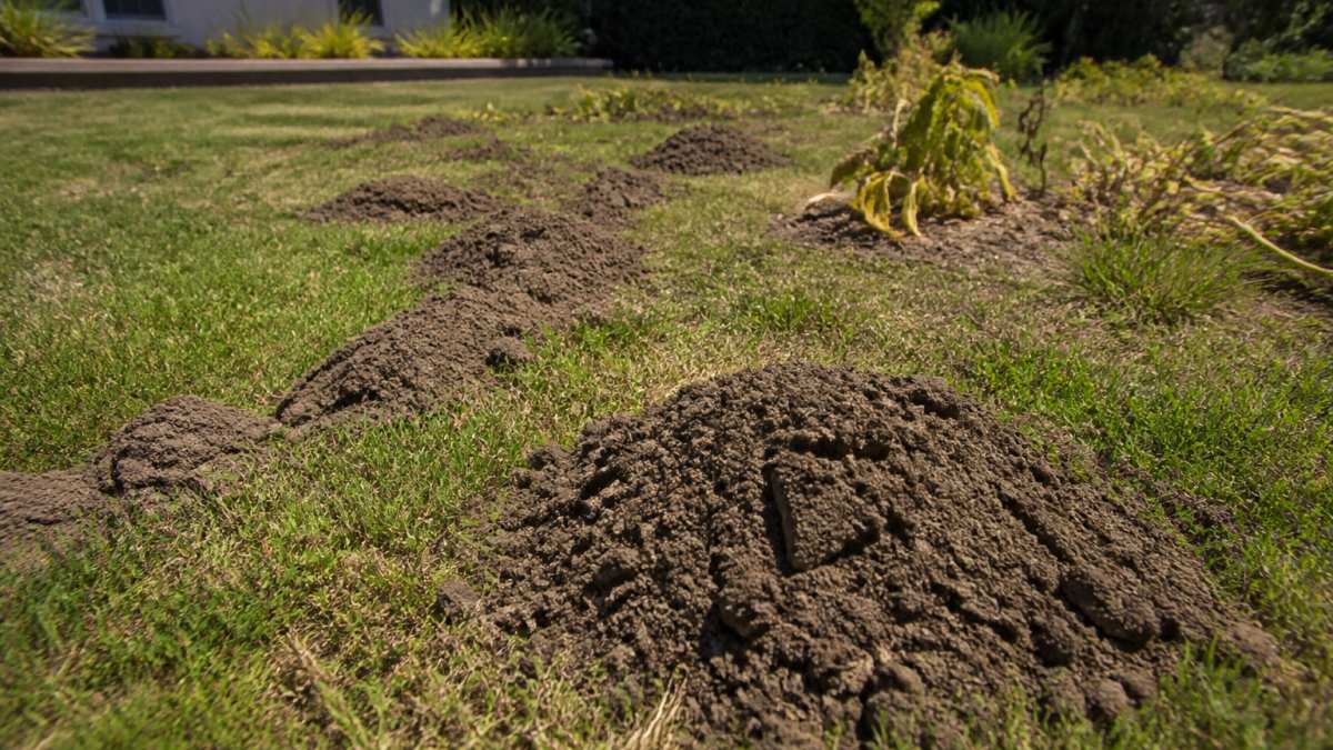 Close-up of gopher mounds and tunnel damage visible in a residential lawn with wilted plants and raised soil ridges nearby