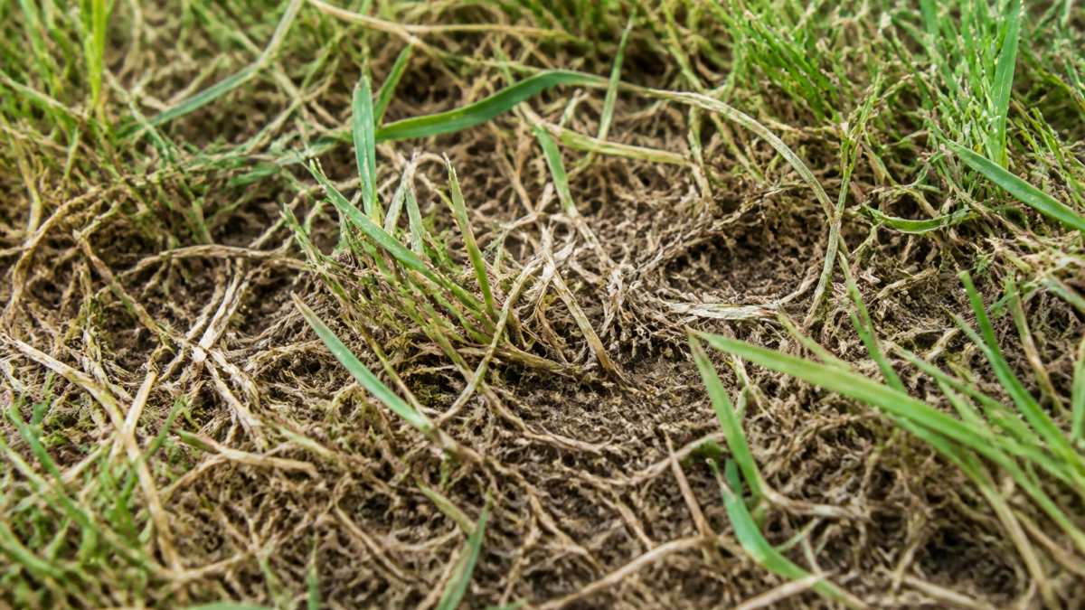 Close-up of lawn surface showing visible brown thatch layer, sparse grass growth, and compacted organic debris at soil level with natural outdoor lighting
