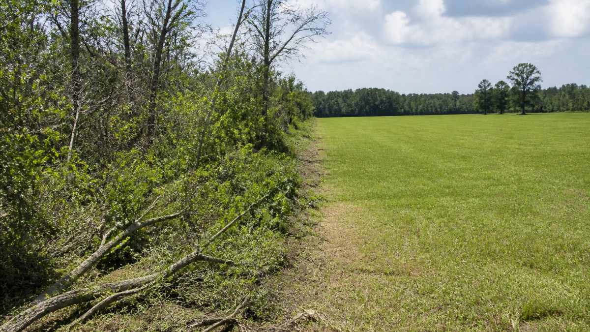 Split-view comparison showing thick overgrown pasture with dense brush and dead trees on left side, then cleared productive grazing land with healthy green forage and open space on right side