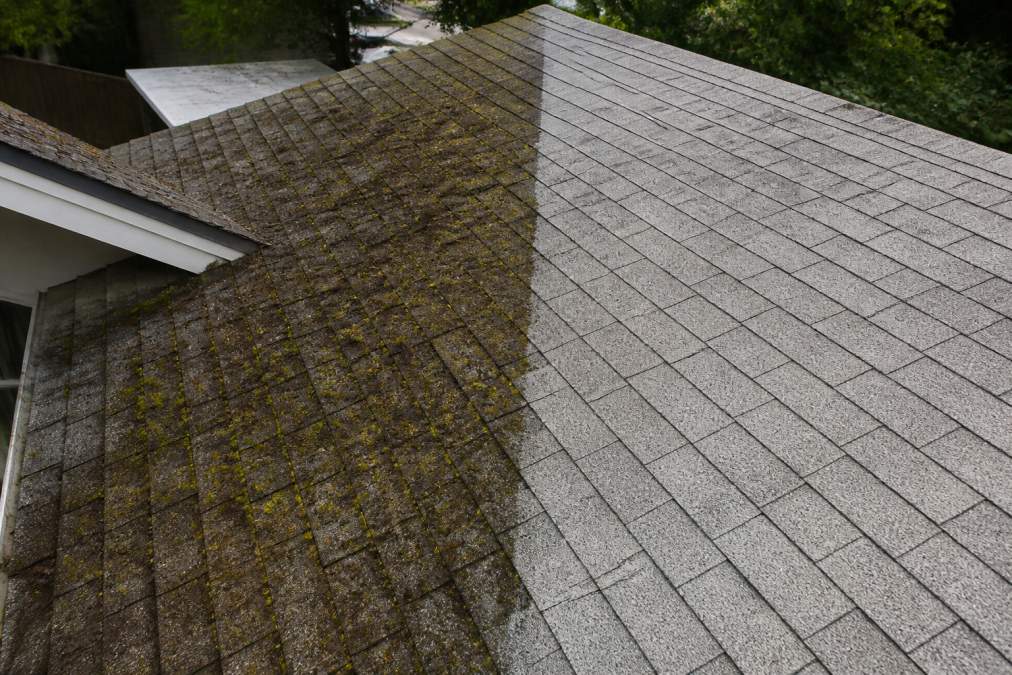 Residential roof with visible algae and moss discoloration on weathered shingles next to the same roof section after professional cleaning, showing restored color and surface clarity