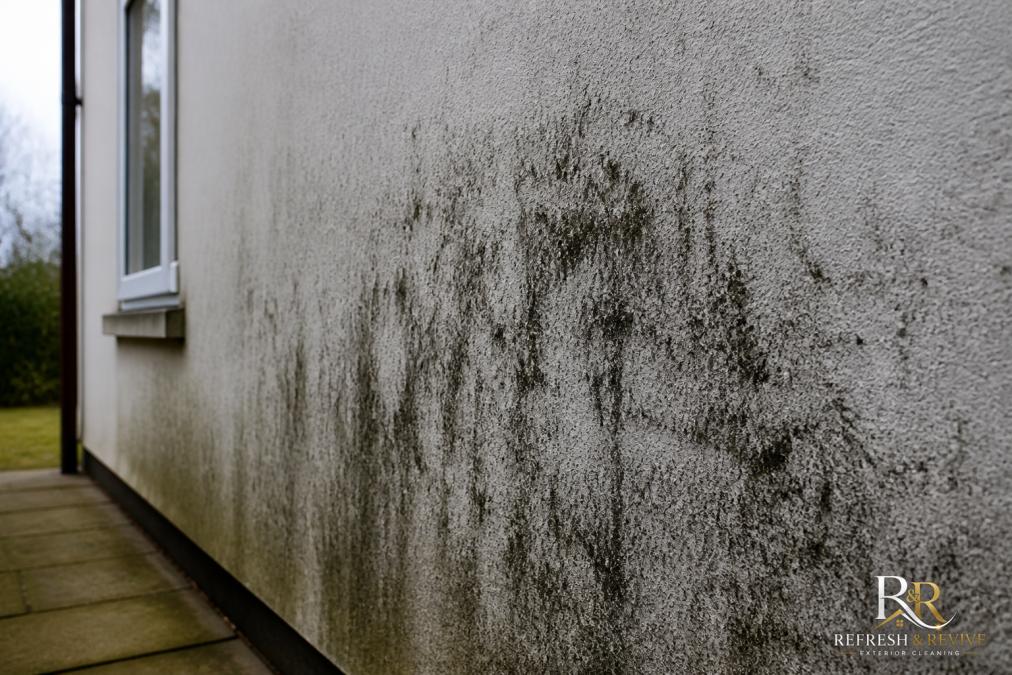 Close-up of render wall surface showing black mould and algae growth with visible moisture patterns and discolouration across the exterior finish