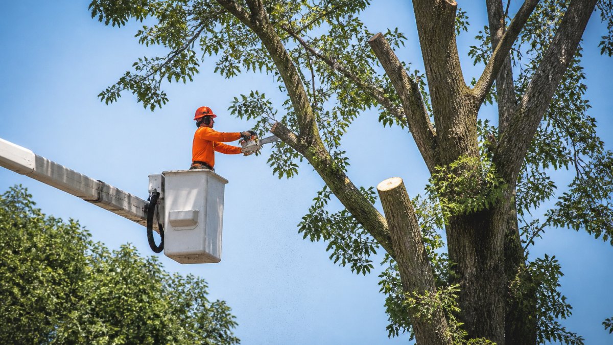 Is Tree Crown Cleaning Worth the Cost?