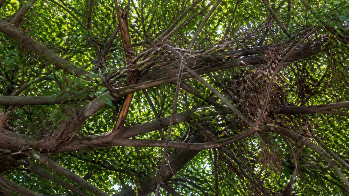 Close-up of overgrown tree branches with dense foliage, crossing limbs, and deadwood visible, with dappled sunlight filtering through the tangled canopy