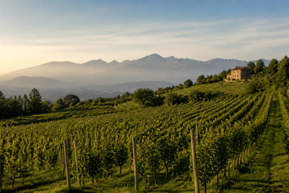 Rows of vines stretching across a Veneto hillside with the Alpine foothills visible in the soft morning haze, a small stone farmhouse in the distance