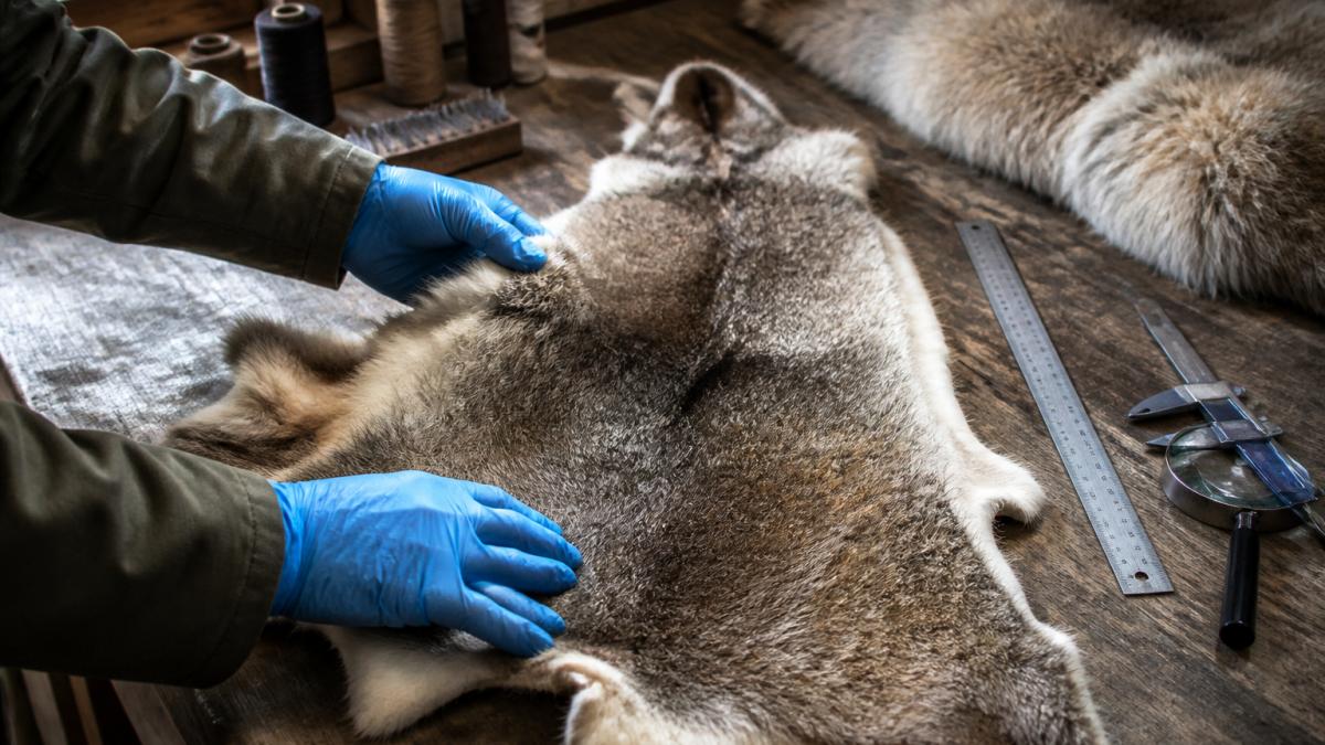 Professional inspecting the texture of a raw fur pelt to determine if wild fur is sustainable for crafting.
