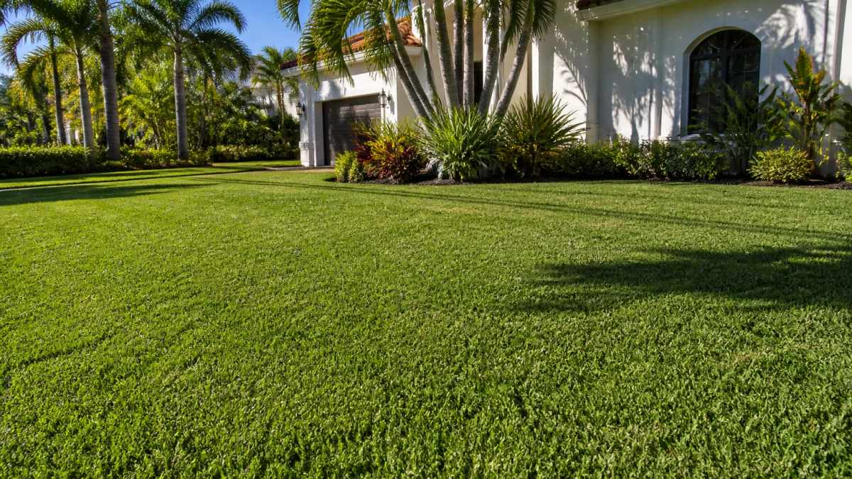 A lush, freshly installed Zoysia lawn in front of a South Florida home with palm trees and bright sunlight, showing the dense carpet-like texture of the grass