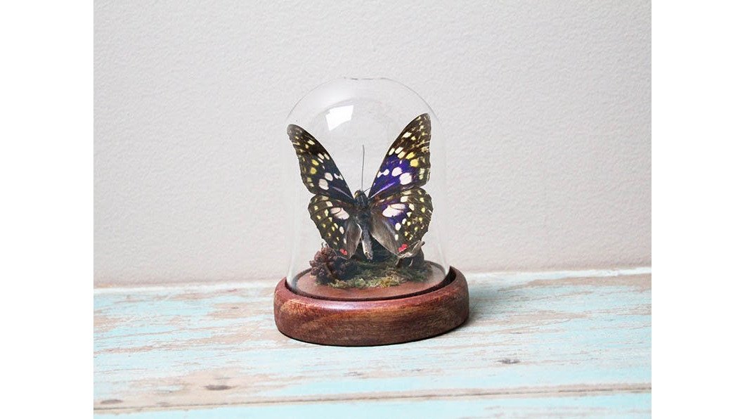 Japanese emperor butterfly in a dome
