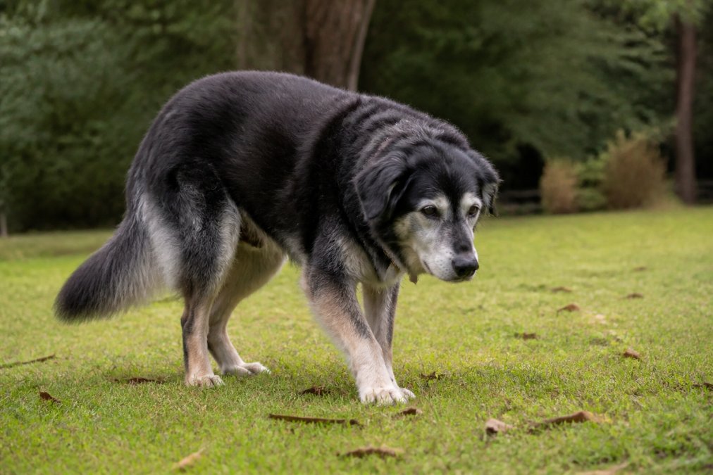 Infographic illustrating signs of stiff hind legs to identify when senior dogs need joint mobility support pets.