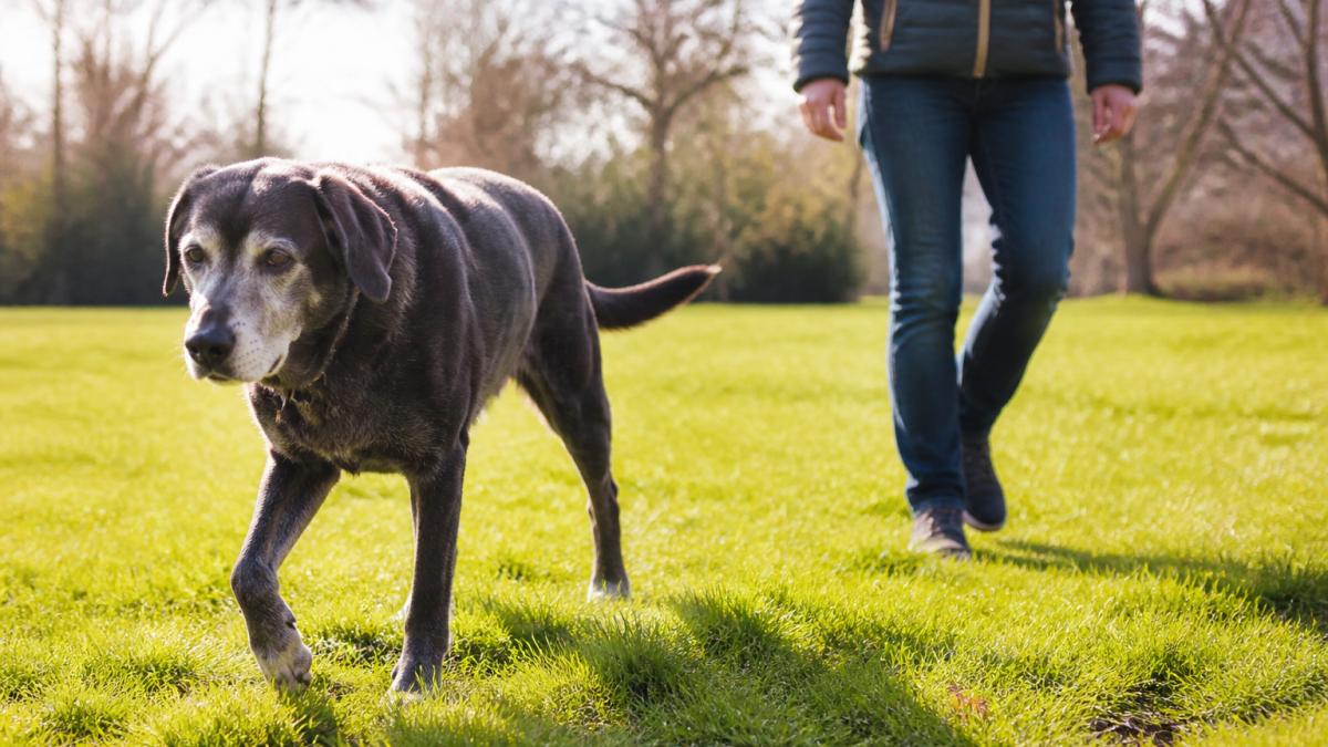 Senior dog walking slowly on a grassy area with owner nearby, demonstrating gentle movement and comfort in natural daylight