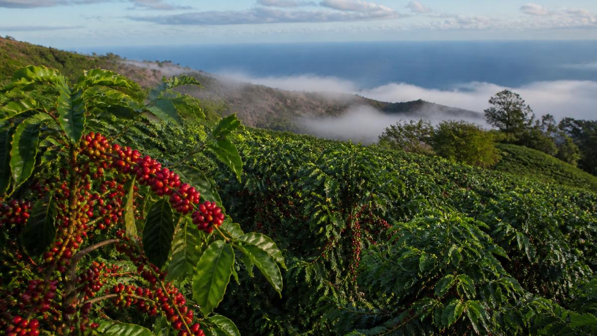 Rows of coffee trees heavy with red cherries on a volcanic hillside farm in Kona, with morning mist and the ocean visible in the distance