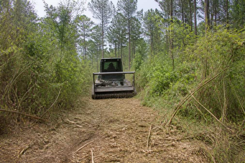 Forestry mulcher clearing a narrow trail through East Texas brush on hunting ranches with tall pine trees.
