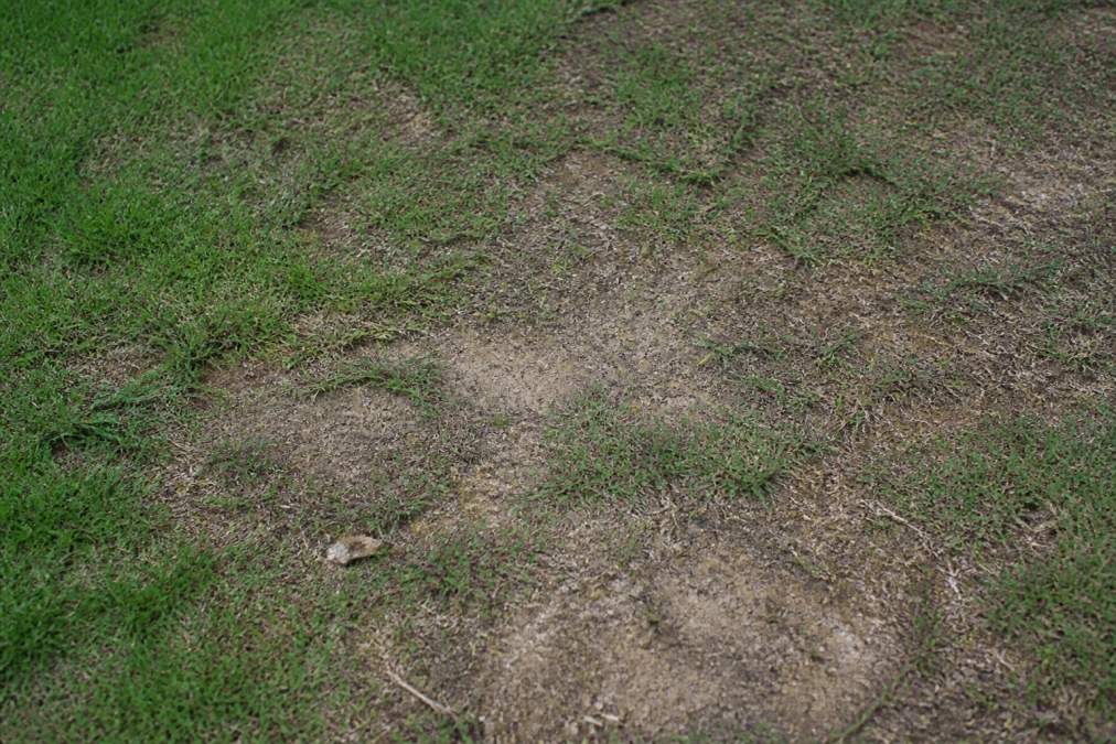 Close-up of compacted, bare patches on a residential lawn with visible soil hardness and sparse grass growth, showing thin grass struggling to establish in tightly packed earth