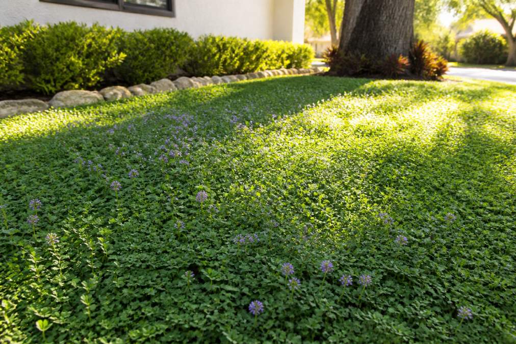 Lush, well-established ground cover bed of micro clover and creeping thyme in a residential North Miami yard, showing dense green foliage with small purple flowers and afternoon sunlight filtering through