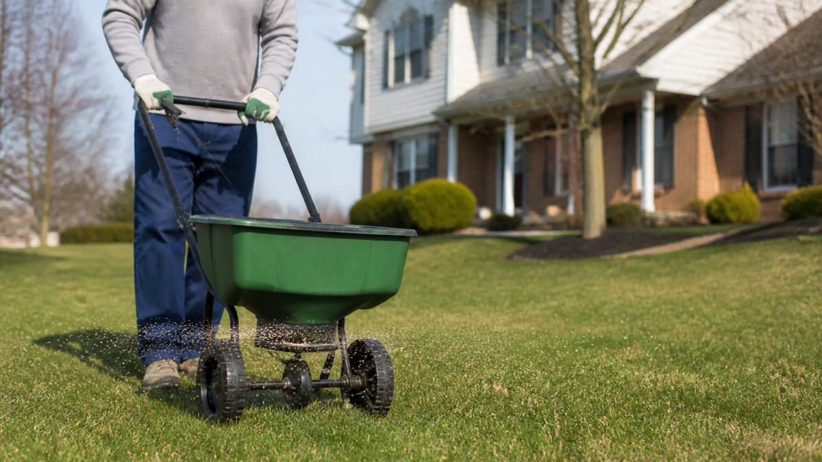 Homeowner applying granular fertilizer with a push spreader across a residential lawn in early spring, with visible green grass emerging and clear morning light