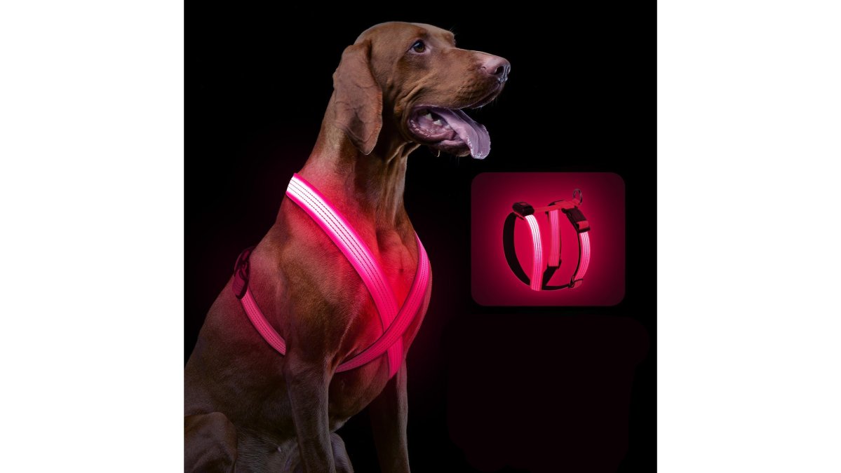 A close-up photo of a small fluffy dog wearing a glowing LED harness on a sidewalk during a twilight evening walk, the bright lights clearly visible against the dim blue light