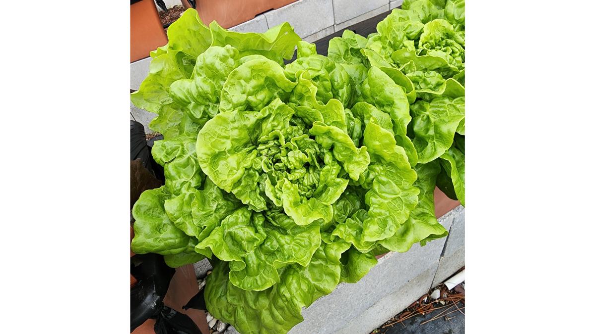 Lettuce - Tom Thumb