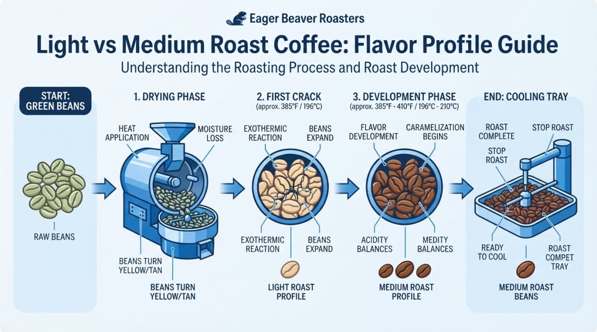 Close-up of coffee beans in various stages of roasting, from light tan to medium brown, showing visible color transformation and bean expansion during the roasting process