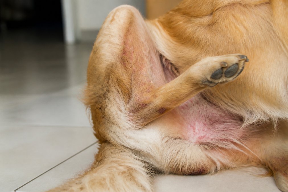 Close-up of a dog's hind leg showing red, irritated skin with visible scratching marks and hot spots, with the dog's paw raised mid-scratch