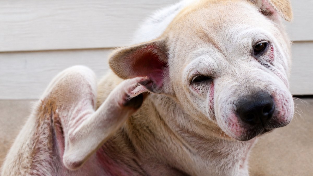 Close-up of a dog's face showing signs of ear irritation and skin redness, with the dog scratching at its ear with its hind leg in natural daylight