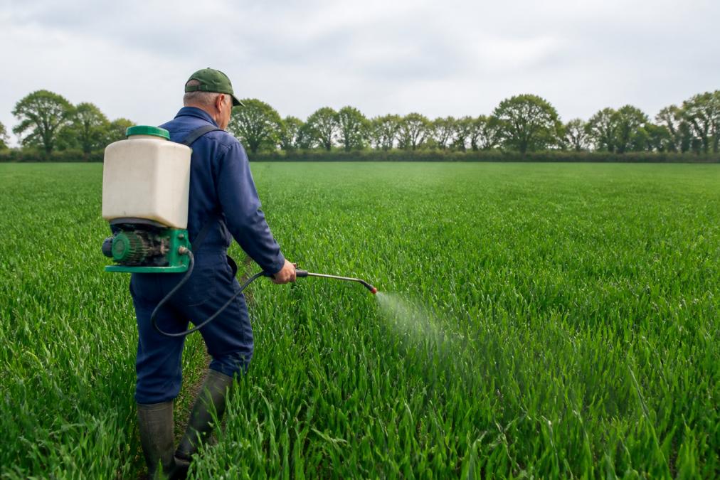 A farmer in a field using a backpack sprayer to apply a foliar liquid treatment to rows of green wheat crops on a bright overcast day