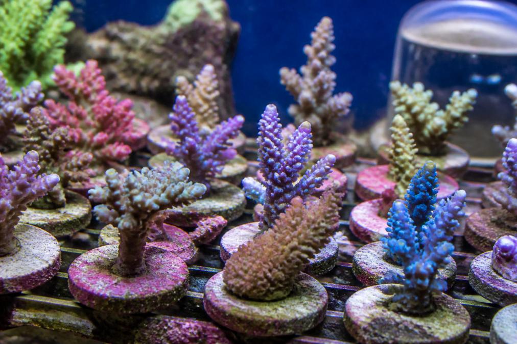 Close-up of vibrant, healthy aquacultured coral frags displaying vivid coloration under professional reef lighting in a pristine aquarium tank, showing specimen quality with proper water flow and clarity