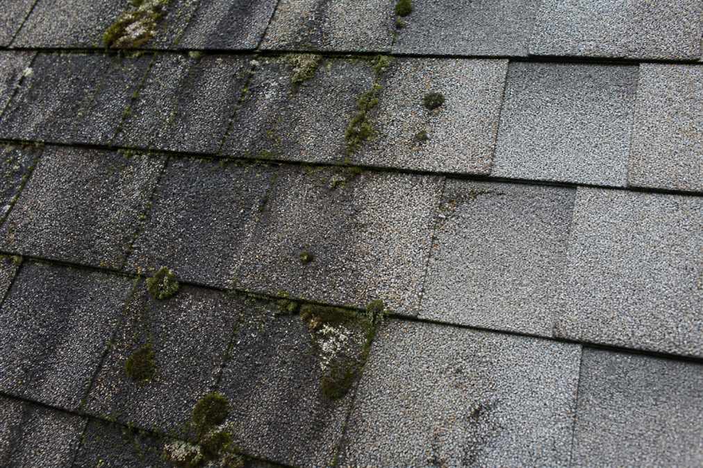 Close-up of asphalt roof shingles showing black streaks from algae and moss growth, with granules still intact on undamaged sections