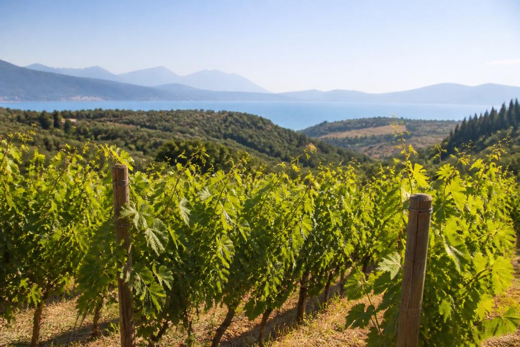 Sonnenbeschienene Weinberge in Nordgriechenland mit Reihen von Malagousia-Reben, im Hintergrund sanfte Hügel und mediterrane Vegetation