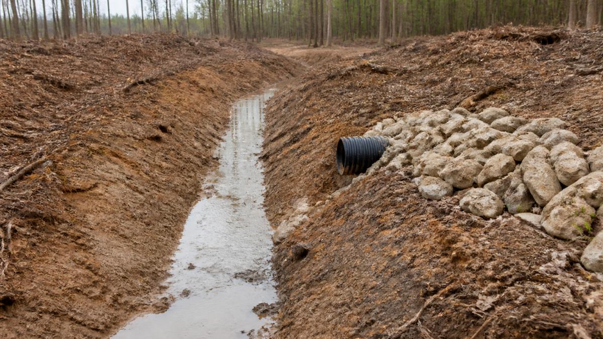Manage Property Drainage After Clearing Trees
