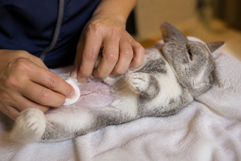 A person's hands gently examining a rabbit's abdomen with clean gauze, demonstrating proper incision inspection technique with soft lighting