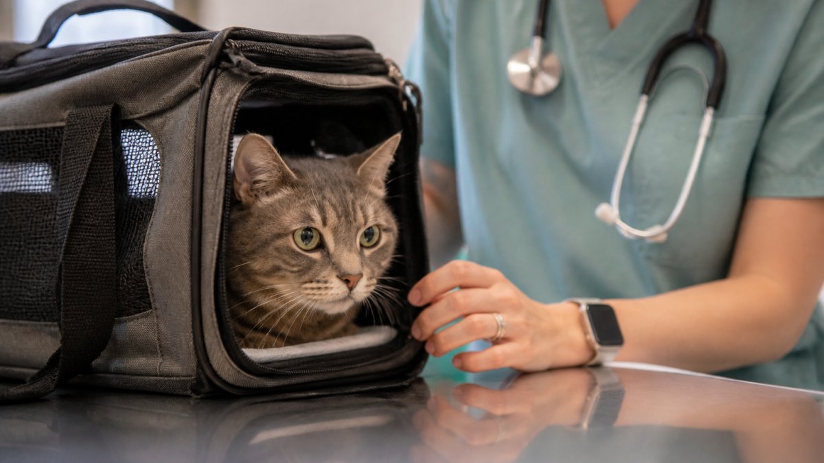 Managing Cat Anxiety During Medical Care