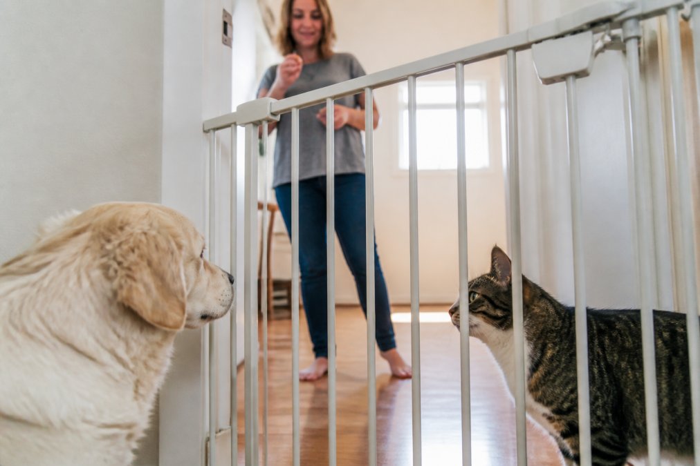 Two pets meeting calmly through a baby gate with relaxed body language, owner supervising in background with treats in hand