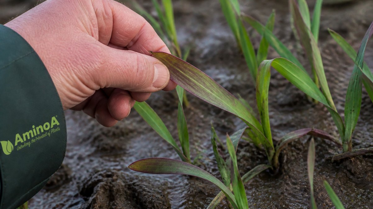 Agronomist inspecting a young cereal leaf with purple margins caused by phosphorus deficiency and cold stress