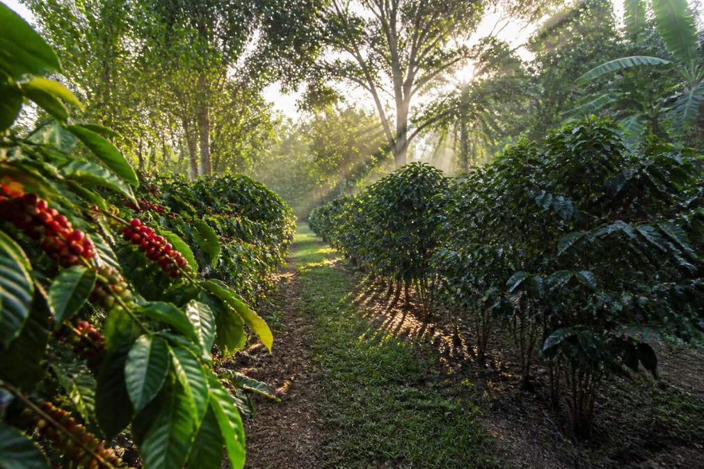 Close-up of coffee cherry plants on a specific farm plot, showing distinct rows and cultivars with morning light filtering through the canopy