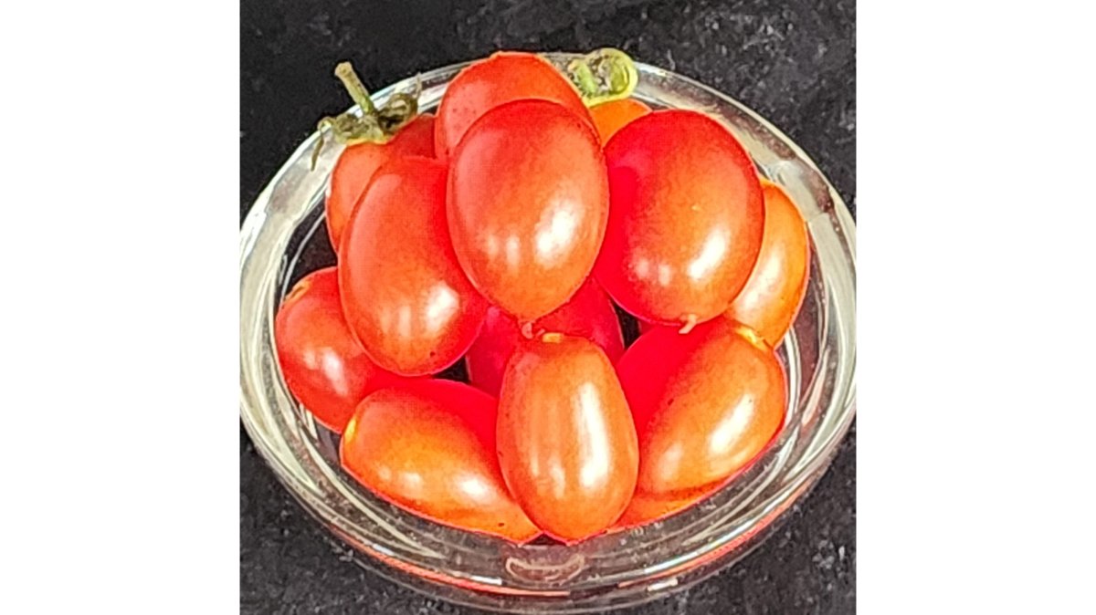 Micro Tomato - Hardin's Miniature