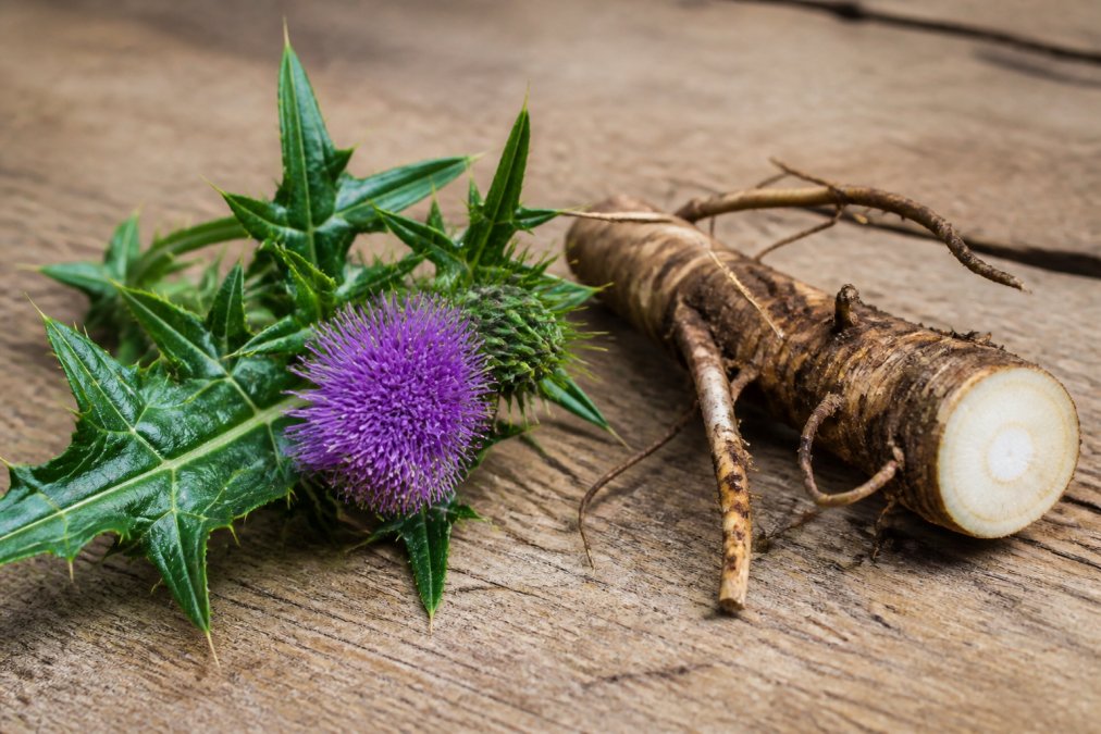 Close-up of fresh milk thistle plant with purple spiky flower head and dandelion root segment displayed on natural wood surface with soft natural lighting