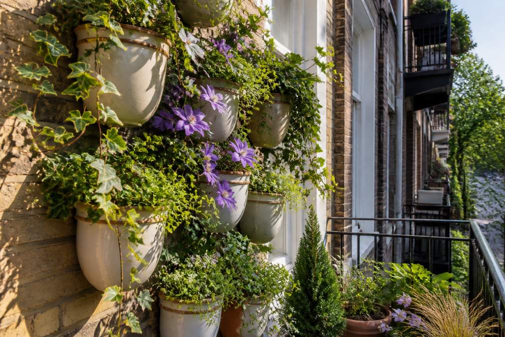 A compact urban balcony with lush wall-mounted ceramic planters displaying trailing ivy and flowering clematis, creating multiple layers of greenery against a modern brick apartment building facade, with afternoon sunlight creating shadows on the textured plant arrangement