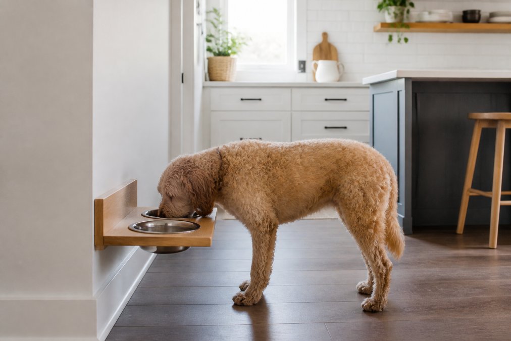 Medium-sized dog eating from a wooden wall-mounted elevated feeding station with stainless steel bowls in a bright Scandinavian-style kitchen