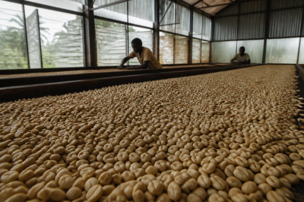 Pale golden coffee beans drying on racks in a humid warehouse as monsoon winds blow through open windows