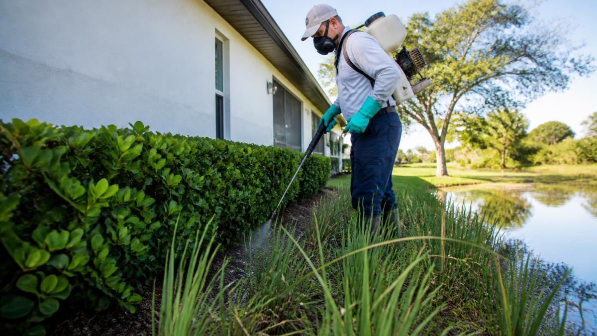 Professional mosquito control technician in protective gear spraying treatment around residential property foundation and landscaping near standing water, with equipment visible in morning light