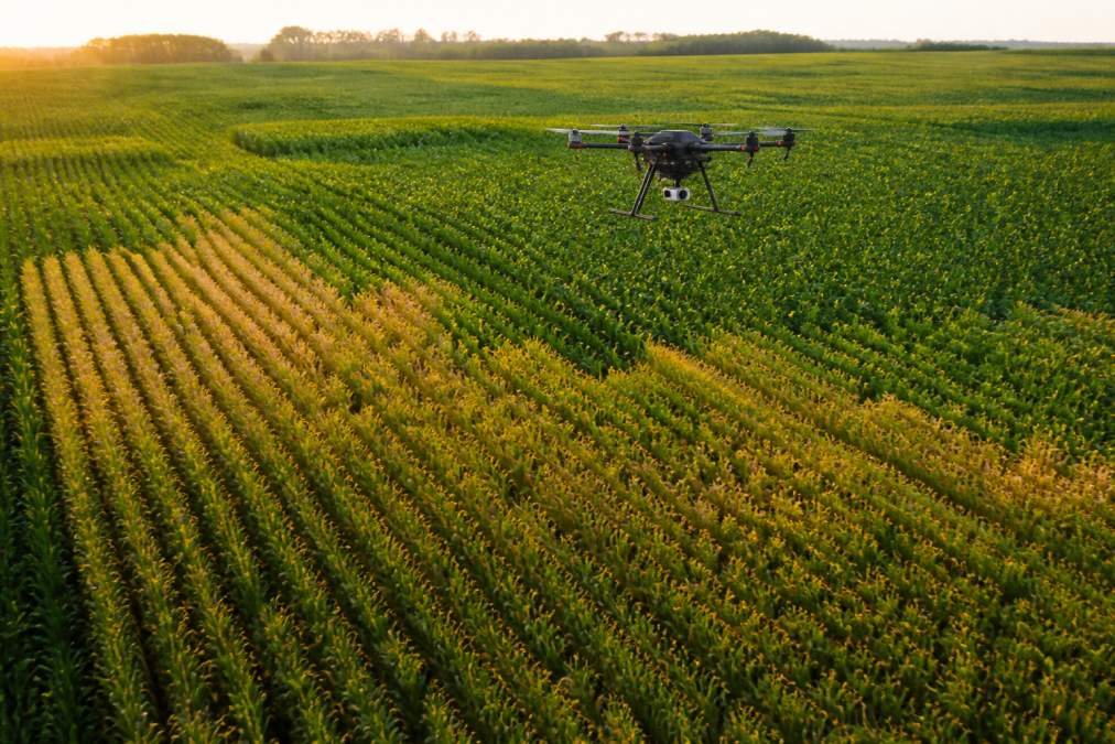 Aerial view of a crop field showing visible variations in plant color and density with distinct green and yellowing zones, a drone hovering above rows of crops during golden hour lighting conditions