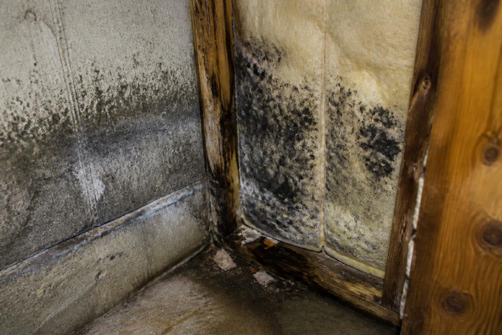 Close-up of dark mold growth spreading across damp drywall and wet insulation in a basement corner, with visible moisture staining and discoloration on materials