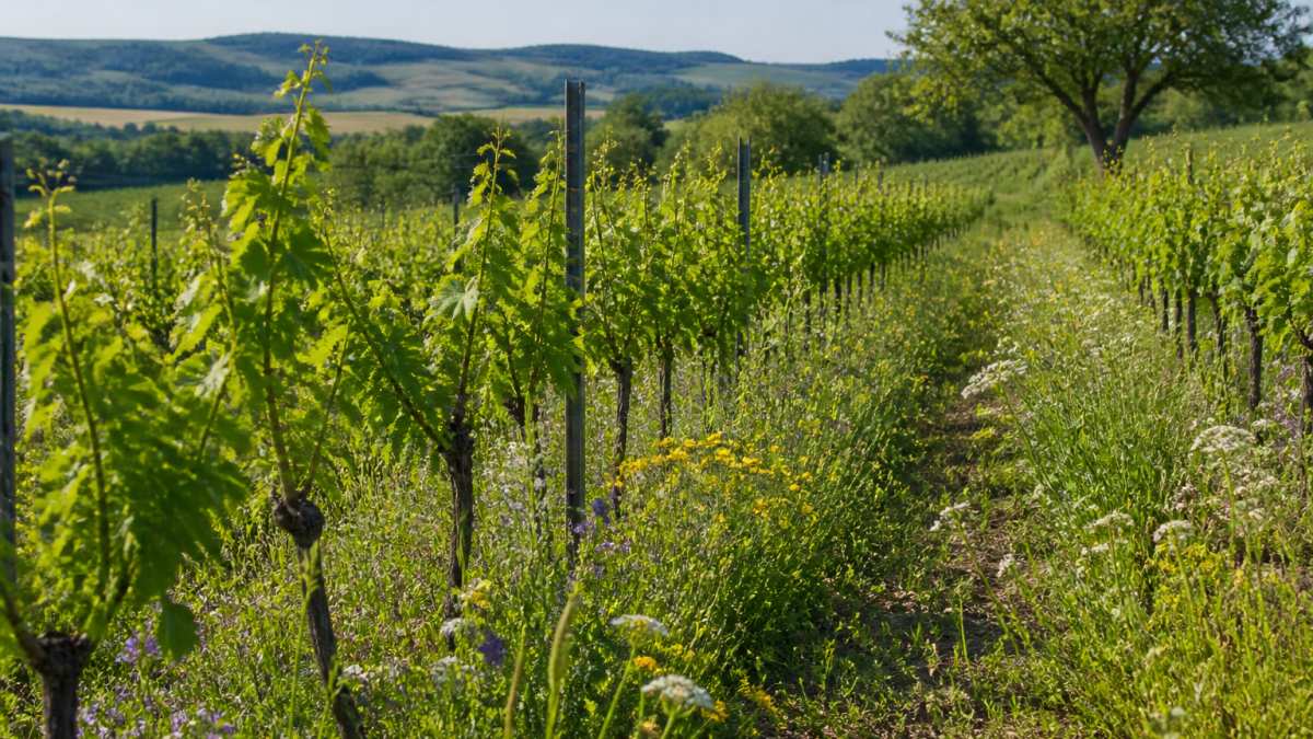 Reihen von Weinreben mit blühenden Wildkräutern und Insekten zwischen den Zeilen, im Hintergrund sanfte Hügel und ein alter Obstbaum am Rand des Weinbergs