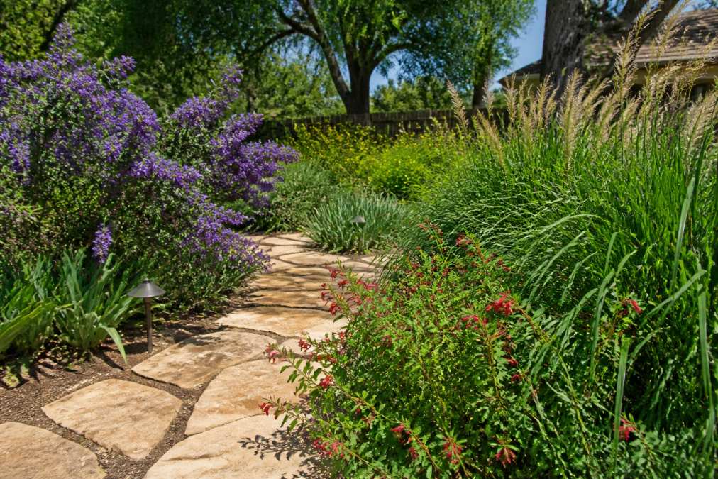 Texas Mountain Laurel and Turk's Cap flowers growing in a vibrant garden of native Texas plants along a stone path.